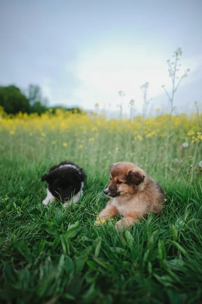 Herrelös Hundvalp Valpar Fältet — Stockfoto