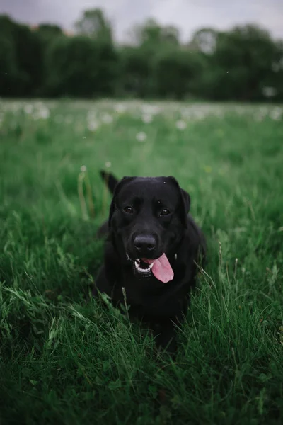 Hunden Promenad Labrador — Stockfoto