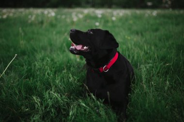 Köpek için a yürümek. Labrador