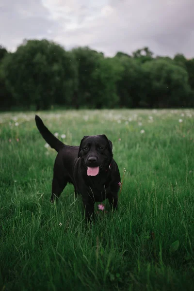 Hunden Promenad Labrador — Stockfoto