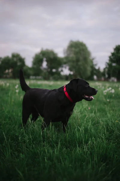 Hunden Promenad Labrador — Stockfoto