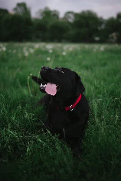 犬の散歩 ラブラドール — ストック写真