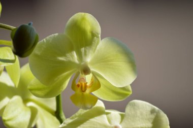 Orkide Phalaenopsis aphrodite sarı. Bir çiçeğin fotoğrafını ilk kişi. Doğa orkide botanik biyoloji Phytology çiçek bitkiler. 5 Mayıs 2018. Madrid İspanya.