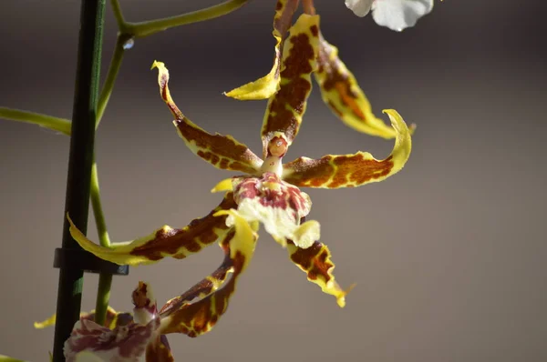 Orquídea Brassia Tessa Amarillo Marrón Fotografía Una Sola Flor Naturaleza — Foto de Stock