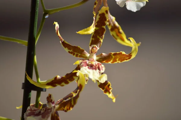 Orquídea Brassia Tessa Amarillo Marrón Fotografía Una Sola Flor Naturaleza — Foto de Stock