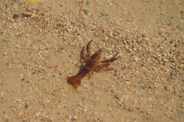 Güzel nehir Beach'de bir güzel nehir Yengeç olarak Tagus Nehri geçer Albalate Sierra Altomira aracılığıyla. Manzara seyahat hayvan. 29 Ekim 2016. Albalate De Zorita Guadalajara Castilla La Mancha İspanya.