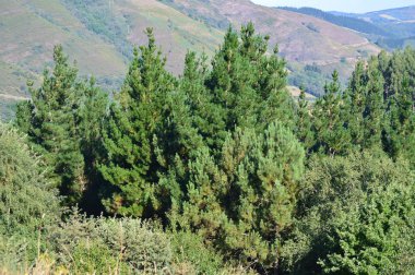 Yapraklı orman bir çamları Galiçya dağlarında. Botanik peyzaj seyahat. 18 Ağustos 2016. Rebedul, Becerrea Lugo Galicia İspanya.