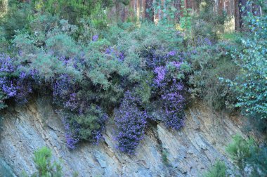 Okaliptüs ormanı Galiçya dağ Çayırlığında içinde mor çiçekler. Çiçekler doğa seyahat. 18 Ağustos 2016. Rebedul, Becerrea Lugo Galicia İspanya.