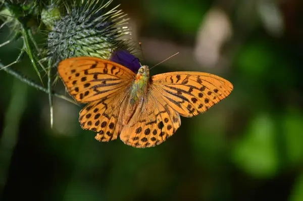 ガリシアの山の牧草地の花のように美しい蝶のポーズ 動物自然を旅行します 2016 Rebedul Becerrea ガリシア州ルーゴ スペイン — ストック写真
