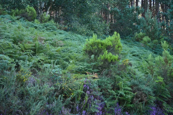 Yapraklı Okaliptüs Ormanı Galicia Dağlarda Botanik Peyzaj Seyahat Ağustos 2016 — Stok fotoğraf