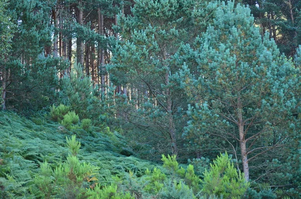 Grüne Eukalyptuswälder Den Bergen Galiciens Reiselandschaft Botanisch August 2016 Rebedul — Stockfoto