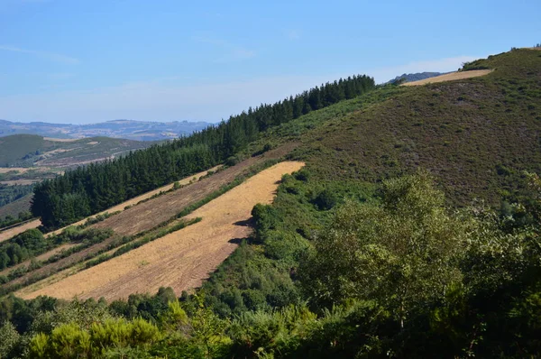 Veduta Dei Paesaggi Dei Prati Delle Montagne Della Galizia Fiori — Foto Stock