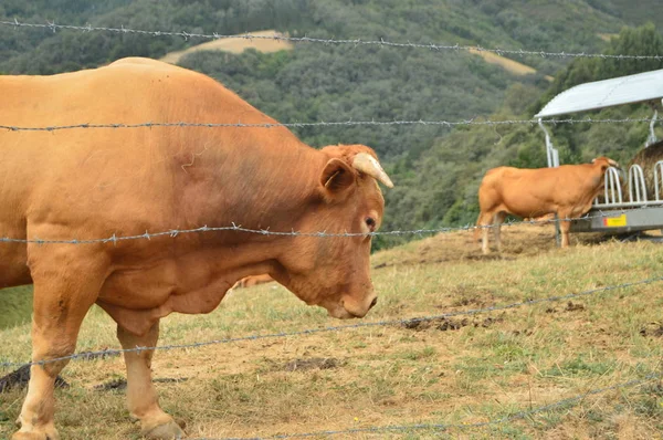 Velkolepý Býčí Pastviny Rebedul Louky Lugo Zvířecí Krajiny Příroda Srpna — Stock fotografie
