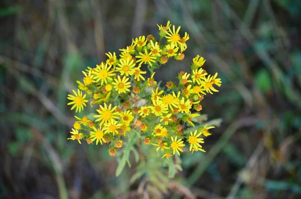 Żółty Stokrotka Łąki Rebedul Lugo Krajobrazy Kwiaty Natura Sierpnia 2016 — Zdjęcie stockowe