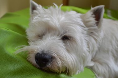 Batı Dağlık beyaz korkunç onun yatakta uyuyan yalan. Westy. Doğa, köpek, Evcil hayvan, portre. 26 Mayıs 2018. Madrid. İspanya.