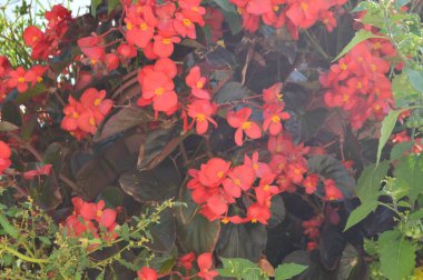 Volos şehir tipik güzel kırmızı çiçekler. Mimarlık tarihi seyahat. 4 Temmuz 2018. Volos. Magnesia. Yunanistan.