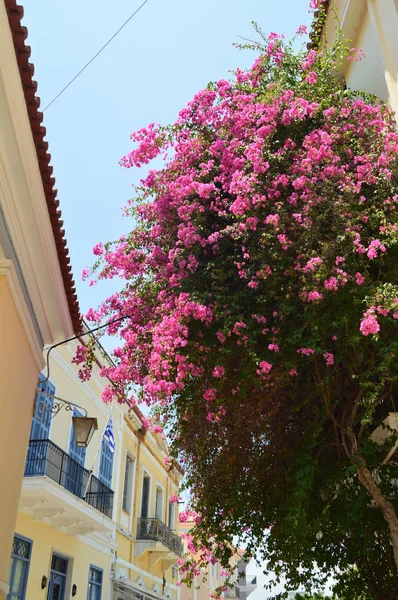 Beautiful Flowers Typical Roses Of Greece. Architecture, Travel, Landscapes, Cruises. July 8, 2018. Nauplion Argolida Greece.