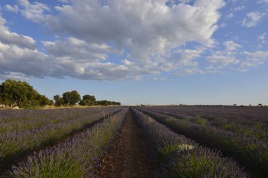 Lavanta Brihuega çayırda değerli bulutlu bir gökyüzü ile sonsuz satırlar. Doğa, bitkiler, koku, manzara. 8 Eylül 2018. Brihuega, Guadalajara, Castilla La Mancha.
