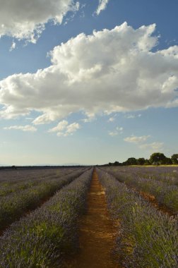Satır lavanta Brihuega çayırda gün batımında değerli bulutlu bir gökyüzü ile. Doğa, bitkiler, koku, manzara. 8 Eylül 2018. Brihuega, Guadalajara.