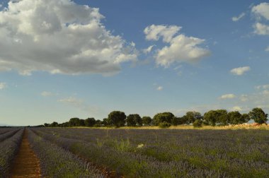 Holm meşe ormanı yanında lavanta Brihuega çayırda güzel bulutlu bir gökyüzü ile satır. Doğa, bitkiler, koku, manzara. 8 Eylül 2018. Brihuega, Guadalajara.