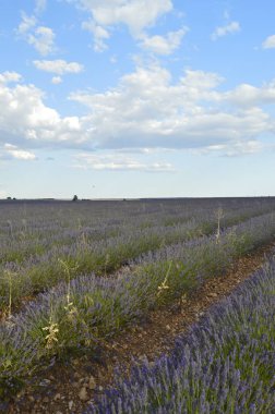 Satır lavanta Brihuega çayırda gün batımında değerli bulutlu bir gökyüzü ile. Doğa, bitkiler, koku, manzara. 8 Eylül 2018. Brihuega, Guadalajara.