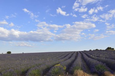 Lavanta Brihuega çayırda değerli bulutlu bir gökyüzü ile sonsuz satırlar. Doğa, bitkiler, koku, manzara. 8 Eylül 2018. Brihuega, Guadalajara, Castilla La Mancha.