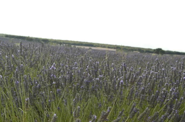 Lavendel Växt Brihuega Äng Med Oskärpa Fonden Natur Växter Lukter — Stockfoto