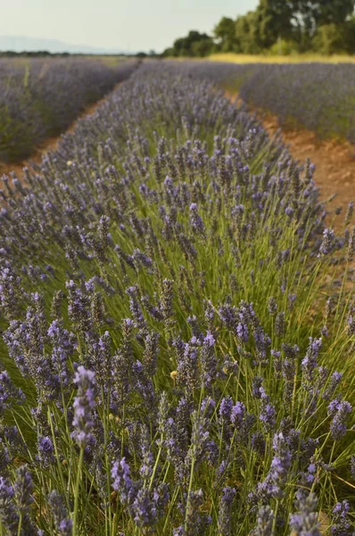 Endlose Reihe Lavendel Auf Einer Brihuega Wiese Natur Pflanzen Gerüche — Stockfoto