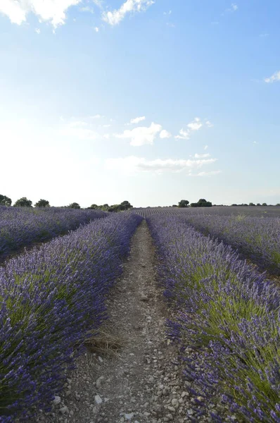 Endlose Reihen Lavendel Auf Einer Brihuega Wiese Natur Pflanzen Gerüche — Stockfoto