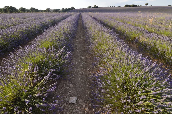 Endlose Reihen Lavendel Auf Einer Brihuega Wiese Natur Pflanzen Gerüche — Stockfoto