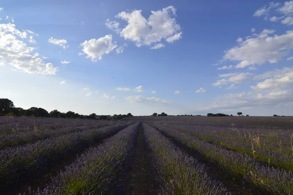 Endlose Reihen Lavendel Mit Einem Himmel Mit Kostbaren Wolken Auf — Stockfoto