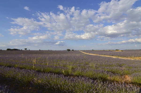 Route Traversant Des Rangées Infinies Lavande Avec Ciel Avec Des — Photo