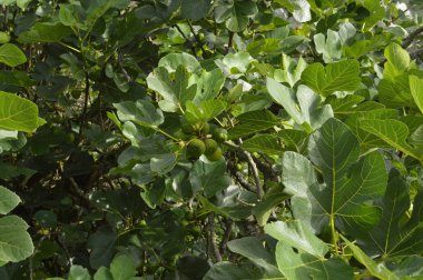 Galiçya Lugo dağın tepesinde bir incir ağacının dalları. Doğa, hayvanlar, manzaralar, seyahat. 2 Ağustos 2018. Rebedul, Lugo, Galiçya, İspanya.