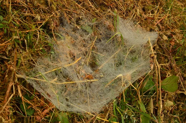 Spinnennetze Die Vom Morgentau Rebedul Bedeckt Sind Natur Tiere Landschaften — Stockfoto