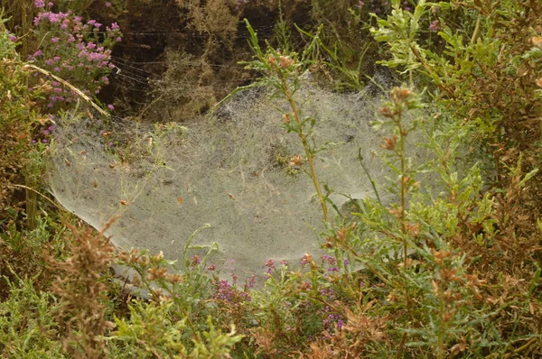 Spinnennetze Die Vom Morgentau Rebedul Bedeckt Sind Natur Tiere Landschaften — Stockfoto