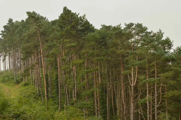 Una Pineta Cima Una Montagna Lugo Galizia Natura Animali Paesaggi — Foto Stock