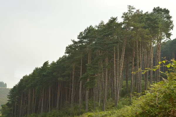 Una Pineta Cima Una Montagna Lugo Galizia Natura Animali Paesaggi — Foto Stock