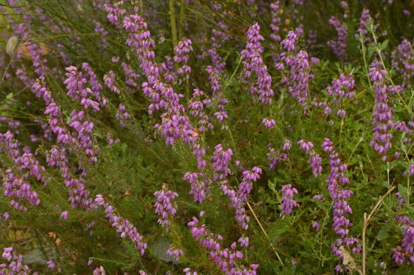 Purple Campanile Flowers Forest Top Lugo Mountain Galicia Naturaleza Animales — Foto de Stock