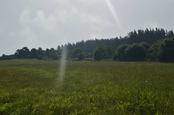 Zeer Groene Weide Met Een Bos Van Dennen Een Bos — Stockfoto