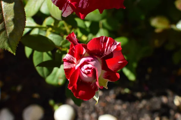 Red White Roses Illuminated Morning Sun Art Flowers Plants Happiness — Stock Photo, Image