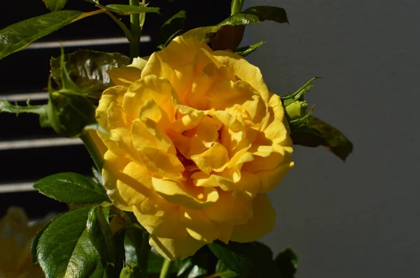 Yellow Roses Illuminated Morning Sun Art Flowers Plants Happiness August — Stock Photo, Image