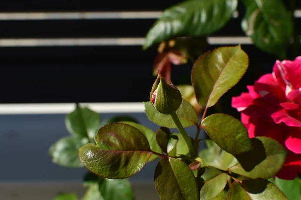 Red White Rosebud Illuminated Morning Sun Open Art Flowers Plants — Stock Photo, Image