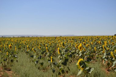 Güneş arkadaki seyir Ayçiçeği tarlası vurdu. Doğa, bitkiler, gıda maddeleri, manzara. 7 Ağustos 2018. Valladolid Castilla Leon İspanya.