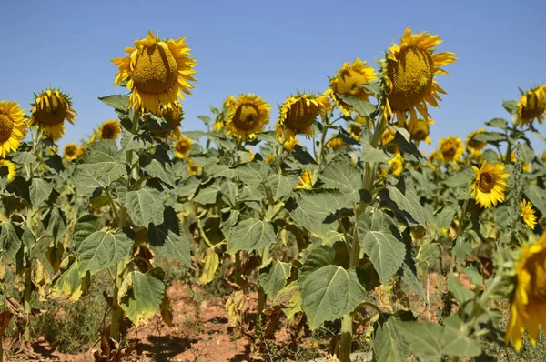 Group Of Sunflowers Looking At The Sun Shot Made From Below. Nature, Plants, Food Ingredients, Landscapes. August 7, 2018. Valladolid Castilla Leon Spain.