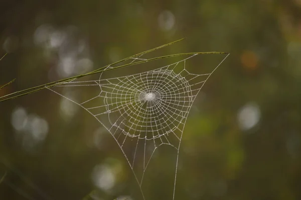 Prachtige Spinnenweb Medulas Oude Romeinse Goudmijn Een Dag Met Veel — Stockfoto