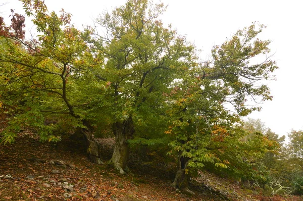 Forêt Châtaigniers Très Feuillu Plein Châtaignes Sur Terrain Par Une — Photo