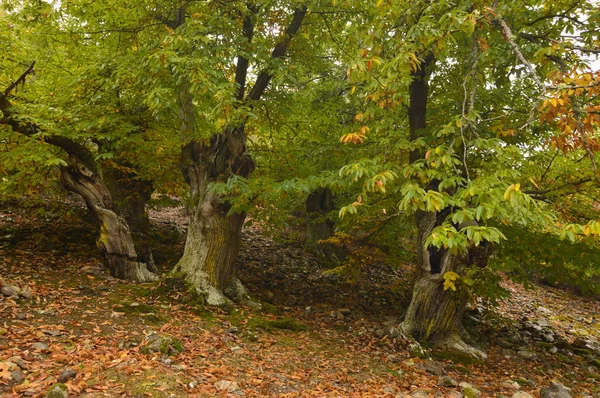 Kestane ağacı, Medulas bulutlu bir günde üzerinde yere kestane çok yapraklı dolu orman. Doğa, seyahat, manzara. 3 Kasım 2018. Medulas. Aslan. İspanya.