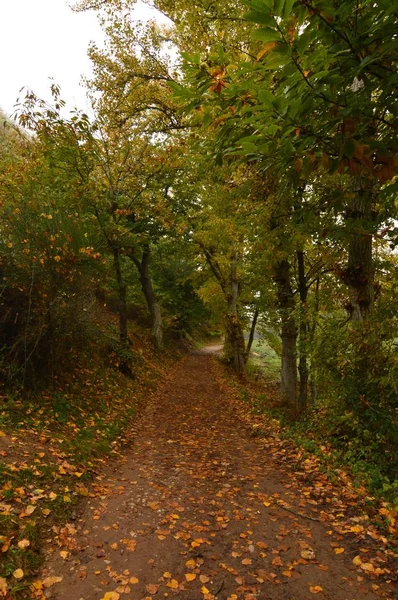 Strada Tetrica Attraverso Una Foresta Castagni Giorno Con Sacco Nebbia — Foto Stock