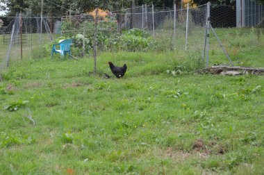 Siyah yavrusunu Asturias gruptaki tavuk. 31 Temmuz 2015. Hayvanlar, seyahat, Doğa, tatil. Asturias, İspanya.