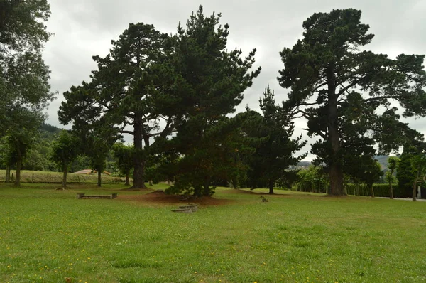 Centenary Pines Een Park Van Asturië Juli 2015 Reizen Natuur — Stockfoto